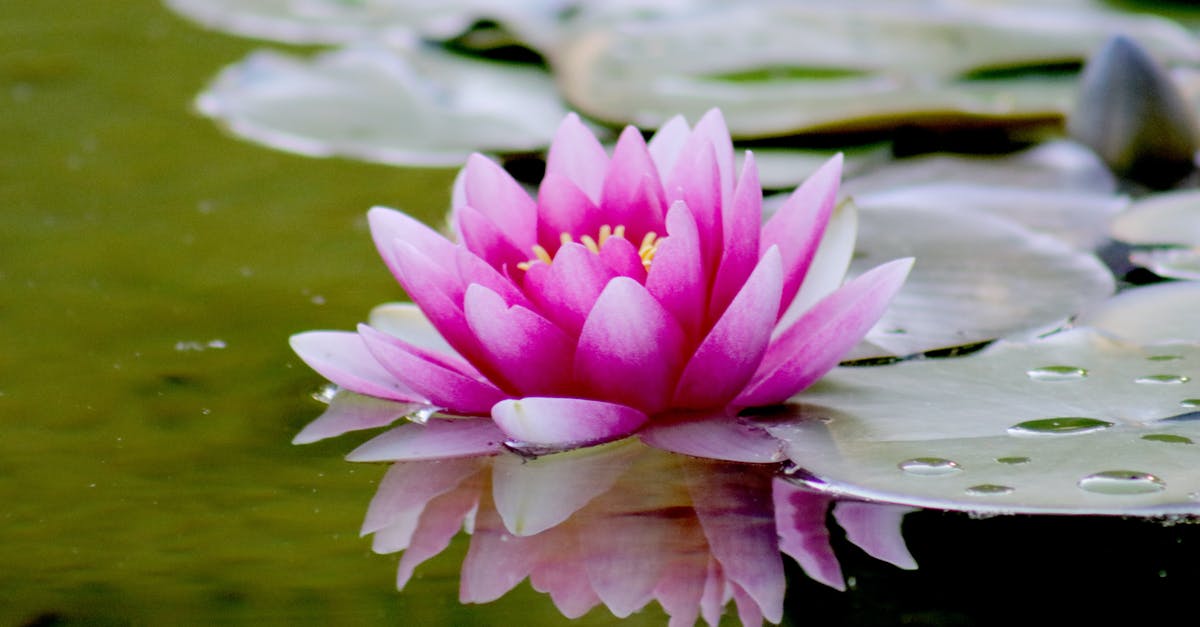 Why can't I progress in Zen Garden - Pink Water Lily Flower on Water Why can't I progress in Zen Garden - Pink Water Lily Flower on Water