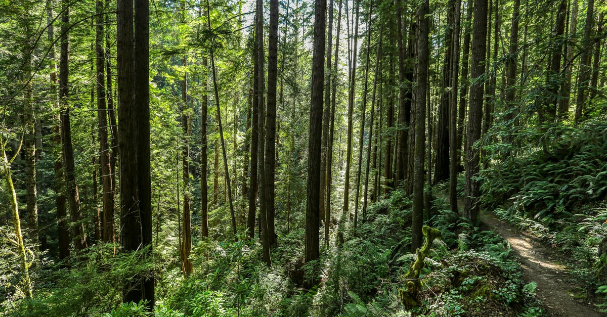 Why can I shake all the bushes and trees? - Green Plants and Trees