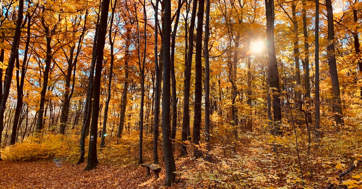 Why can I shake all the bushes and trees? - Brown Trees With Sun Rays Why can I shake all the bushes and trees? - Brown Trees With Sun Rays