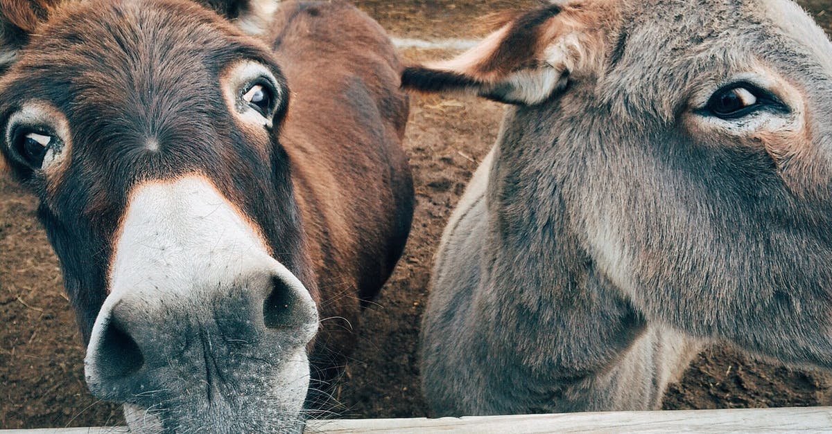 Why did Donkey Kong 64 require more than 4 MB of memory? - 2 Brown and Grey Donkey Closeup Photography