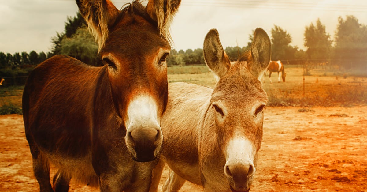 Why did Donkey Kong 64 require more than 4 MB of memory? - Two Brown Donkeys