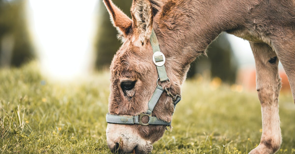 Why did Donkey Kong 64 require more than 4 MB of memory? - Selective Focus Photography of Gray Donkey Eating Grass