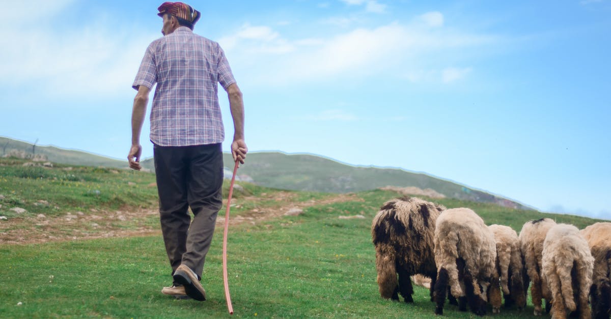 Why did my Minecraft sheep come back, on her own after I killed her? - Back View Photo of Shepherd Walking His Flock of Sheep in Grass Field Why did my Minecraft sheep come back, on her own after I killed her? - Back View Photo of Shepherd Walking His Flock of Sheep in Grass Field
