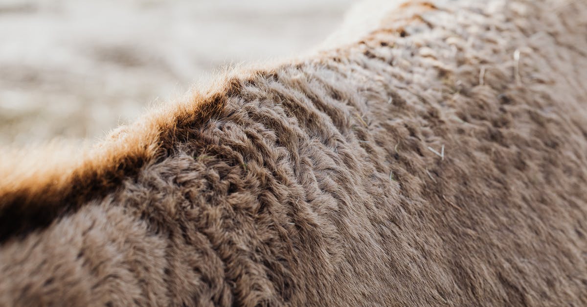 Why did my Minecraft sheep come back, on her own after I killed her? - Close-up on Sheep Back with Shaven Wool Coat Why did my Minecraft sheep come back, on her own after I killed her? - Close-up on Sheep Back with Shaven Wool Coat