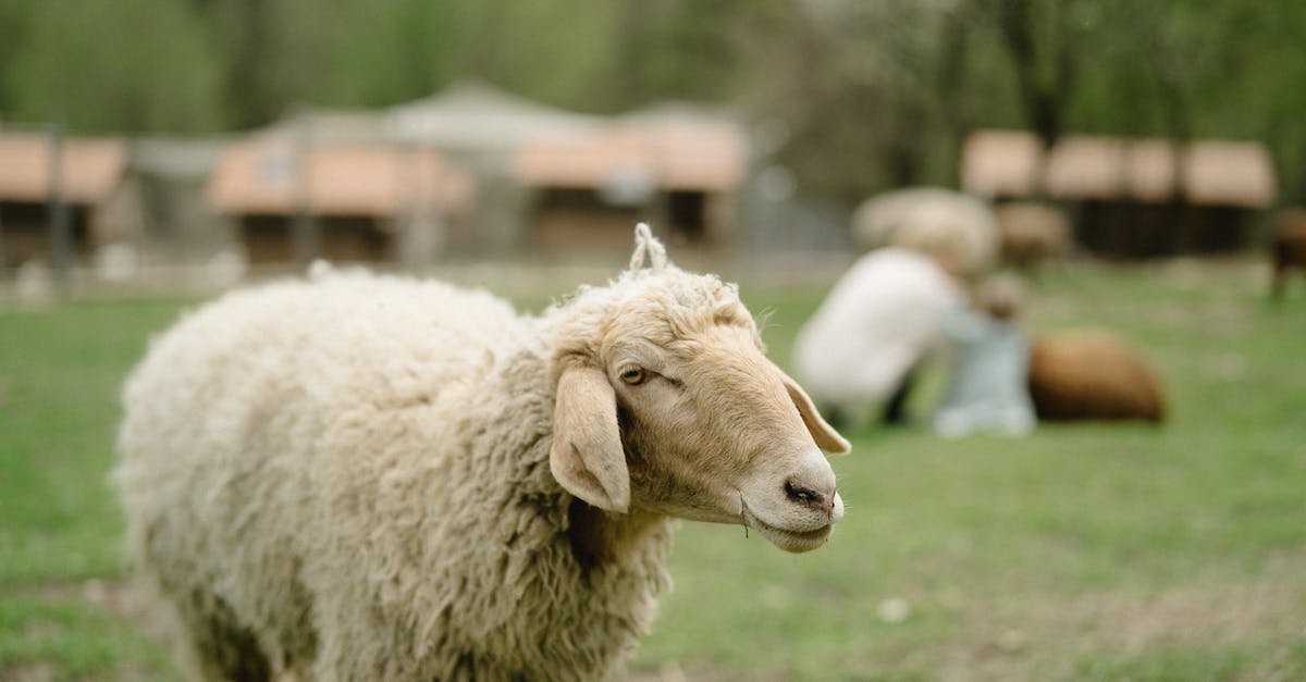 Why did my sheep spawn pink? - White Sheep on Green Grass