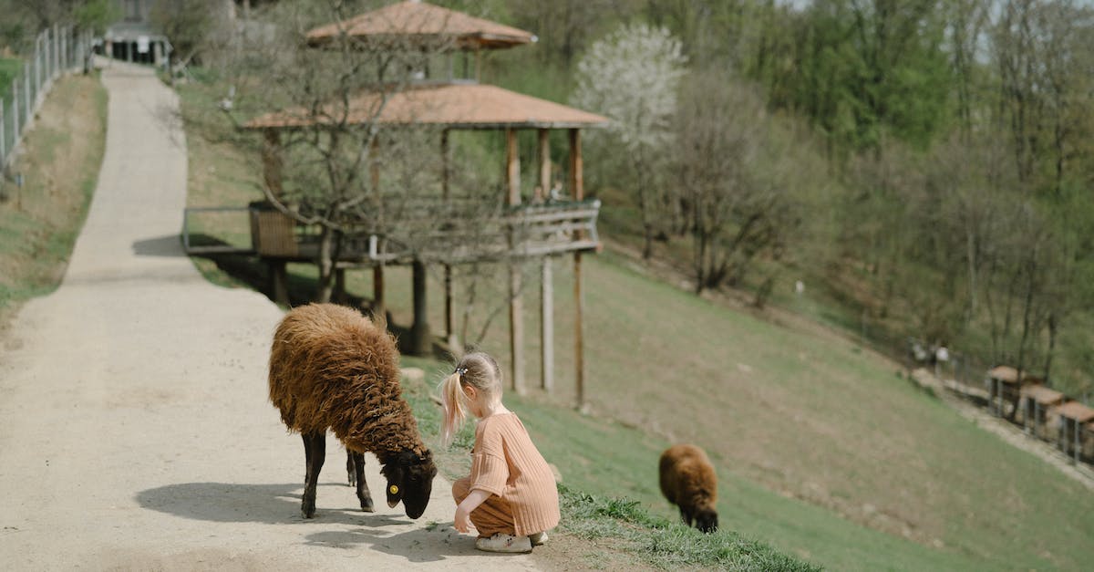 Why did my sheep spawn pink? - Woman in White Jacket and Black Pants Sitting on Brown Wooden Bench Beside Brown Sheep during