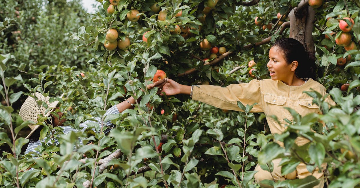 Why did some of my fruit trees not grow to the next stage? - Cheerful Hispanic teen girl helping farmer in picking ripe fruits growing in green garden