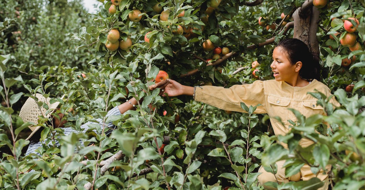 Why did some of my fruit trees not grow to the next stage? - Cheerful Hispanic teen girl helping farmer in picking ripe fruits growing in green garden Why did some of my fruit trees not grow to the next stage? - Cheerful Hispanic teen girl helping farmer in picking ripe fruits growing in green garden