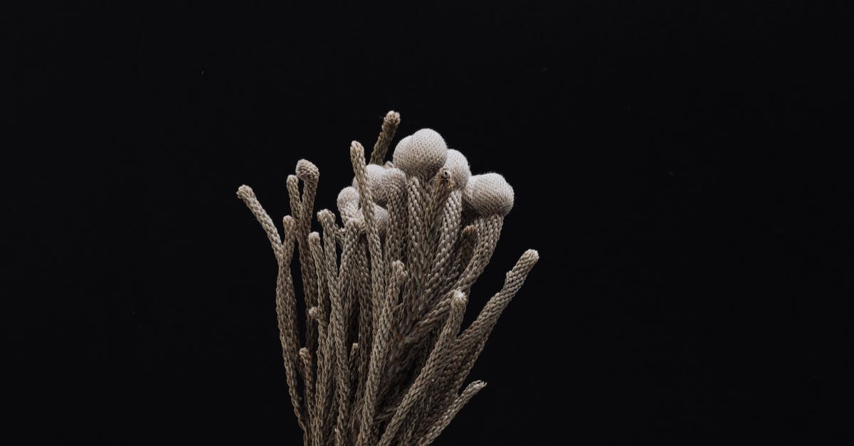 Why did TF2 suddenly spike in file size? - Creative design of handmade bundle of thin wicker gray stalks with soft round buds on top on black background