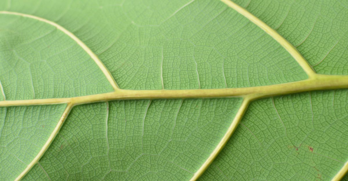 Why did the rats leave some corpses untouched? - Textured surface of green leaf with veins