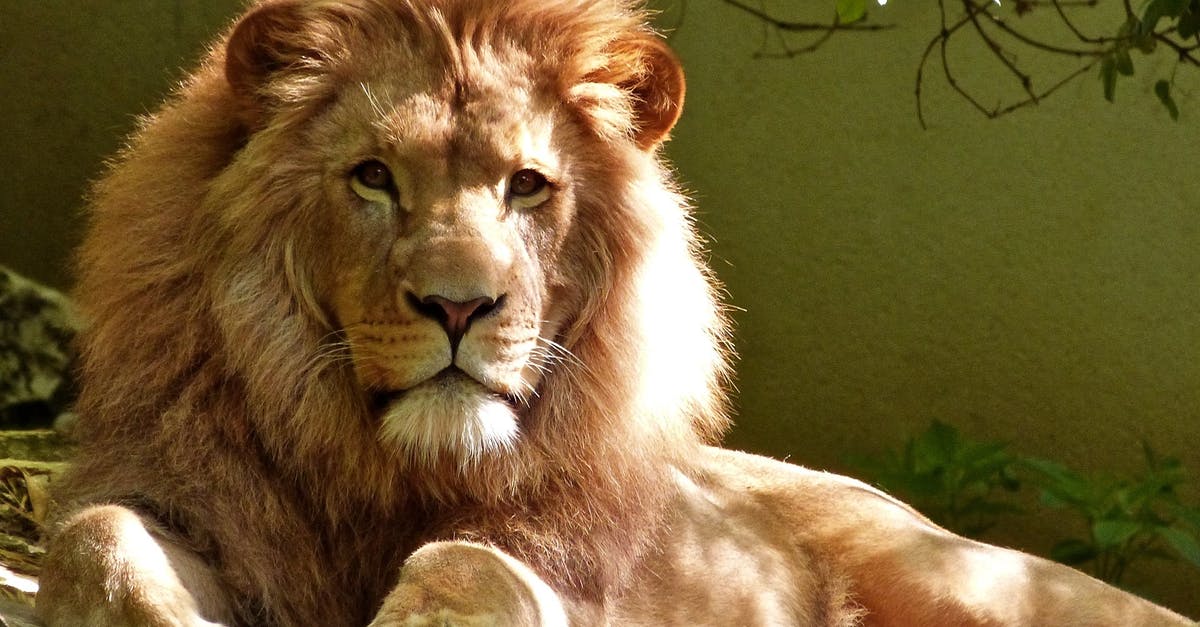 Why did Tokyo Jungle just exit mid game? - Close-up Portrait of Lion