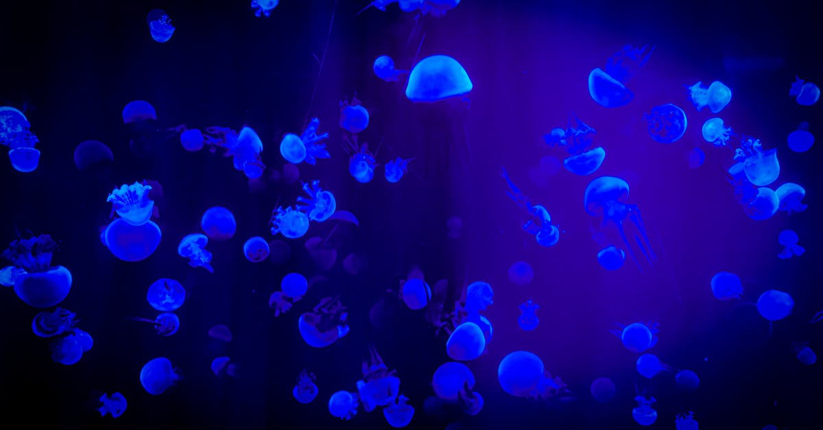 Why did Virgil hide in the The Glowing Sea? - Jelly Fish With Reflection Of Blue Light