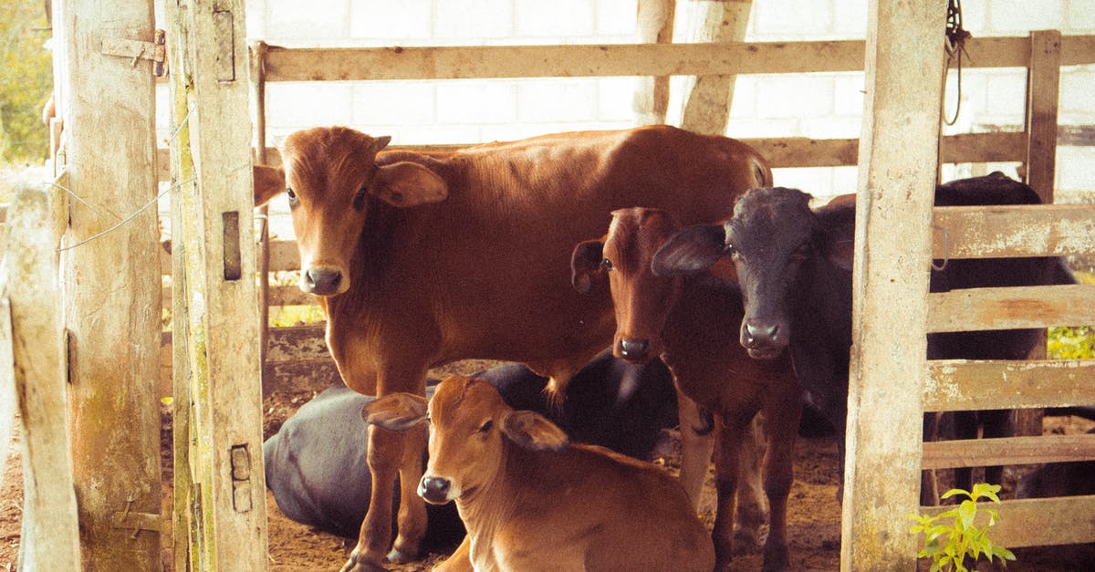 Why do animals always get stuck in fence corners? - Herd of Brown Calf Why do animals always get stuck in fence corners? - Herd of Brown Calf