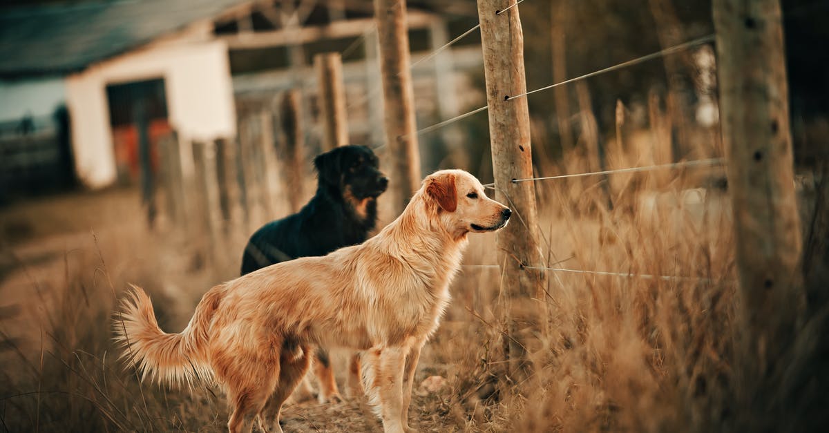 Why do animals always get stuck in fence corners? - Photo of Dogs Near Fence Why do animals always get stuck in fence corners? - Photo of Dogs Near Fence