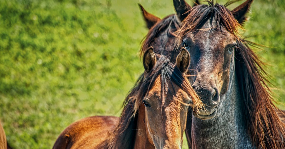 Why do horses shake their head "no" even when saddled? - Brown and Black Horses