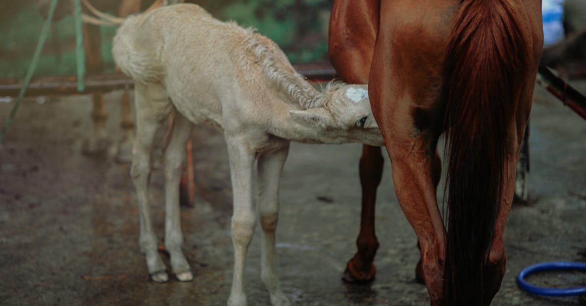 Why do horses shake their head "no" even when saddled? - Brown Horse Feeding White Horse