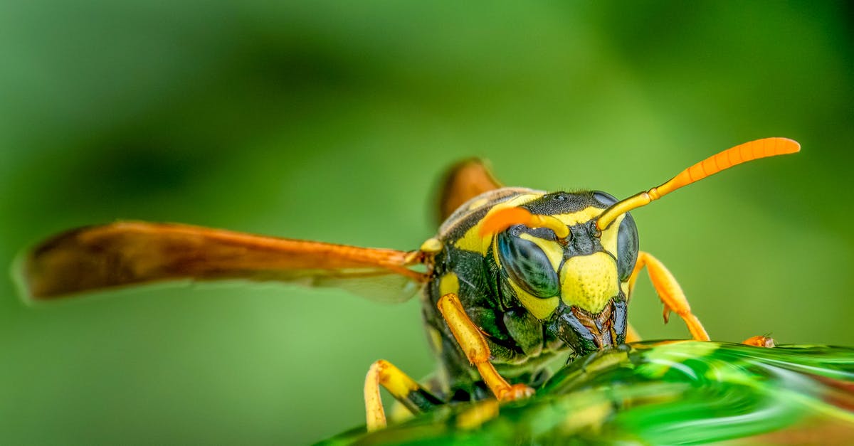 Why Do I Feed So Much? (Jungle, AD Carry, and Support) [closed] - Small bee on green leaf in summer