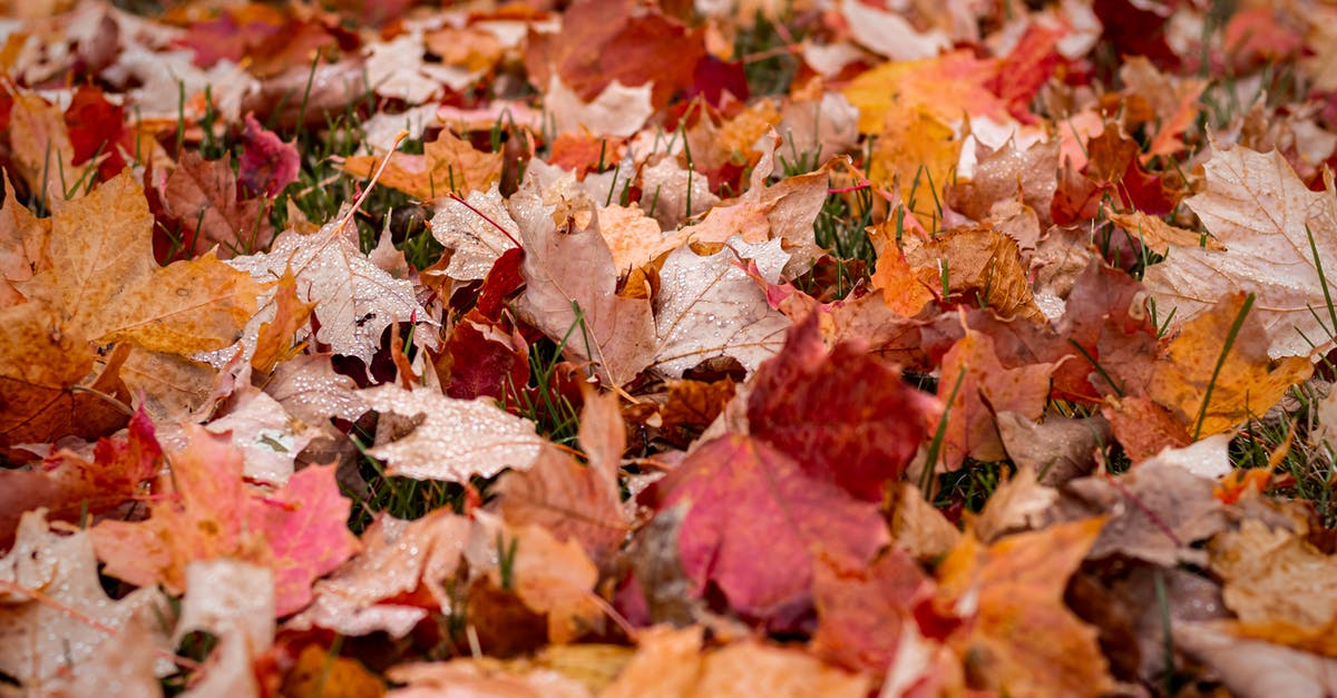 Why do I need to change my charactor name during a server merge? [closed] - Brown and Red Maple Leaves on Ground