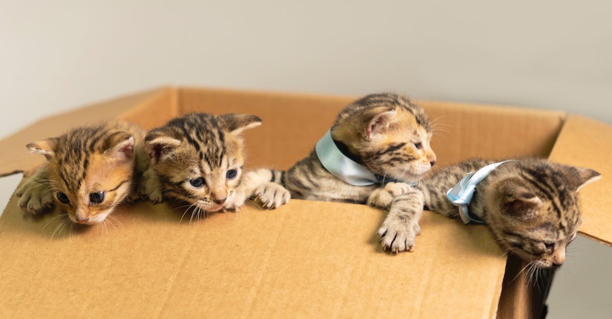 Why do I only have 2 paragon with 121 kittens in year 3172? - Cute BengalĂ Cats Why do I only have 2 paragon with 121 kittens in year 3172? - Cute BengalĂ Cats