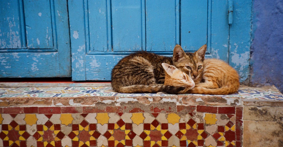 Why do I only have 2 paragon with 121 kittens in year 3172? - Kittens Lying Near the Blue Wooden Door Why do I only have 2 paragon with 121 kittens in year 3172? - Kittens Lying Near the Blue Wooden Door