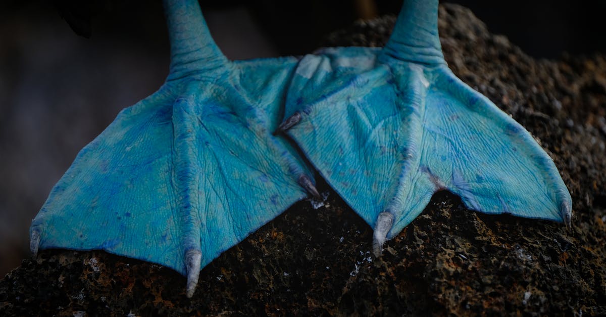 Why do I receive this birds paw buff sometimes? - From above of crop Sula nebouxii marine bird with blue feet standing in rough stone