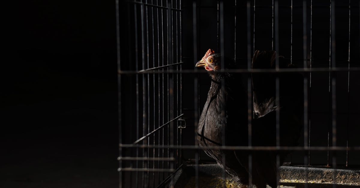 Why do I receive this birds paw buff sometimes? - Side view of domestic pullet with pointed beak and black plumage with red comb on head standing on straw in hen house on black background