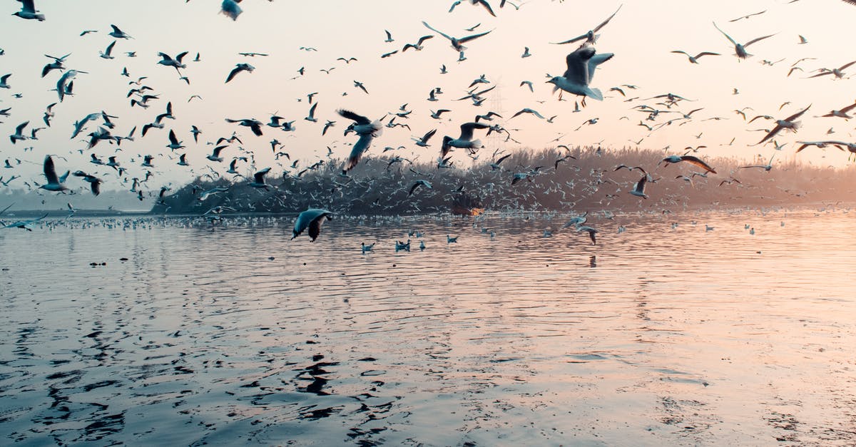 Why do I receive this birds paw buff sometimes? - Flock of Birds Flying over the Water