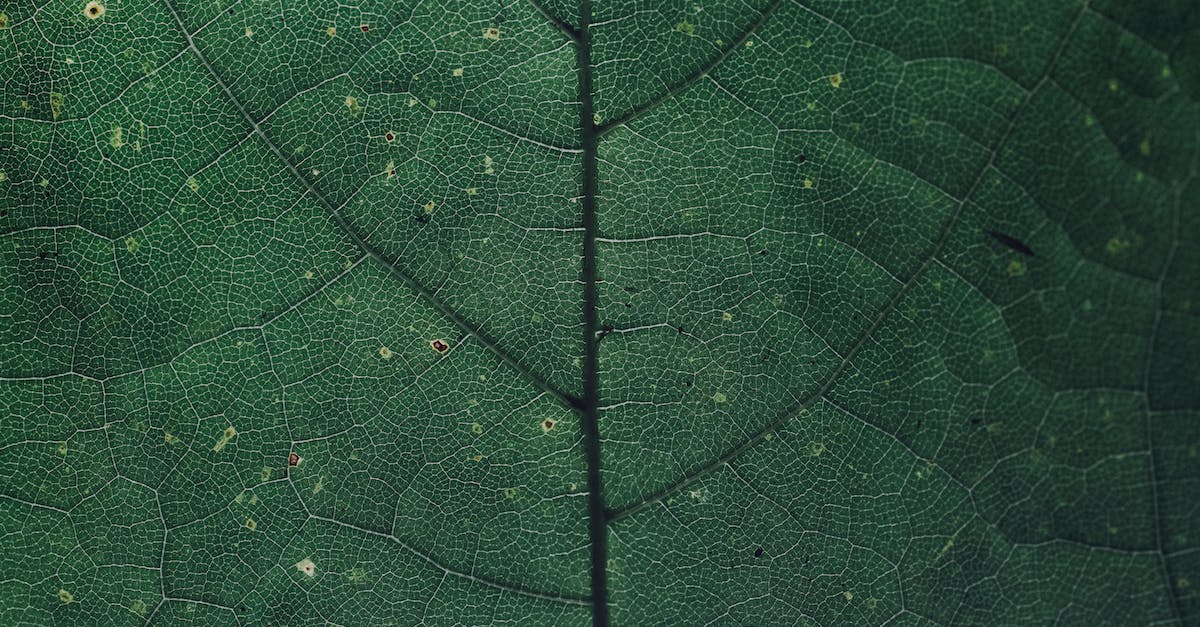 Why do lyrium veins heal you when the codex says they are fatal? - Free stock photo of asymmetry, chlorophyll, color Why do lyrium veins heal you when the codex says they are fatal? - Free stock photo of asymmetry, chlorophyll, color