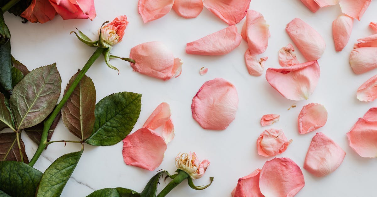 Why do mobs die in mined quarry? - Top view of scattered fresh petals of roses and few stems on smooth white surface