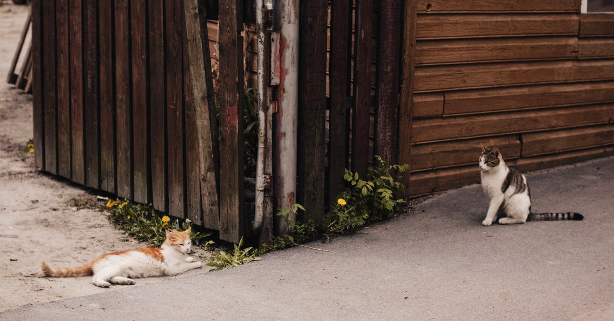 [Answered] Why do my cats keep bringing me things to my house door when