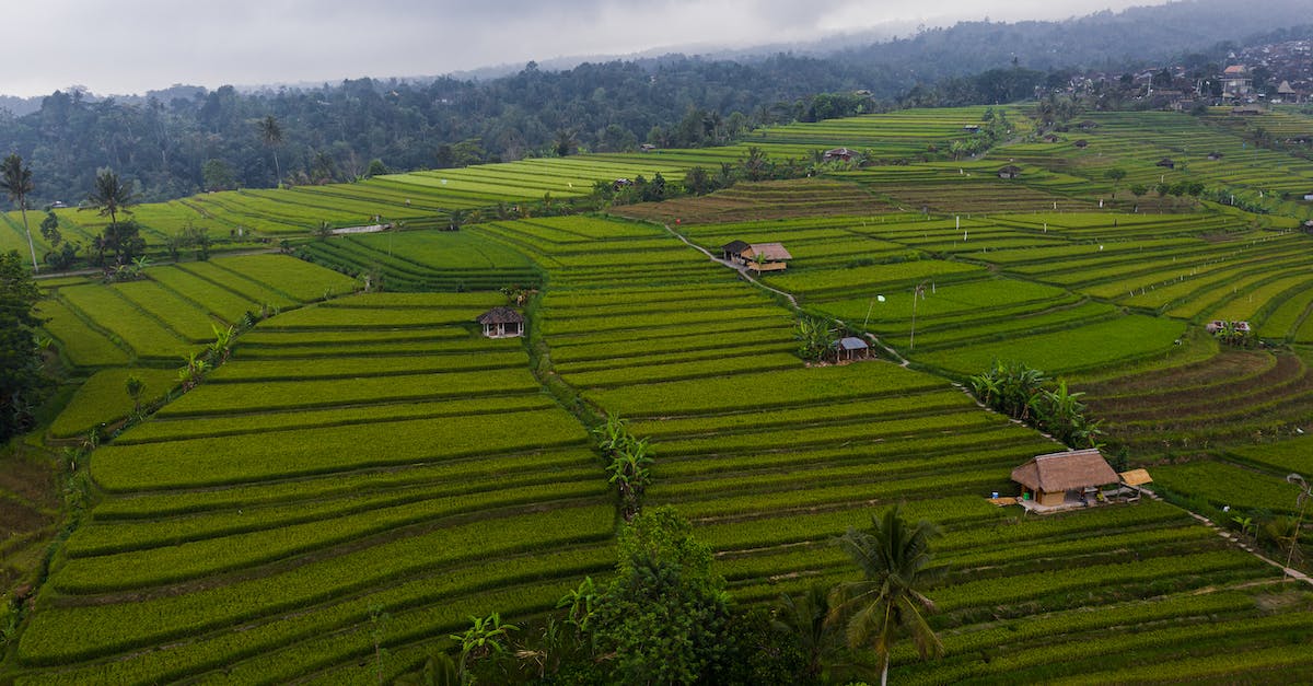 Why do my huns need houses in AOE II Conquers expansion - Free stock photo of active, bali, barrel