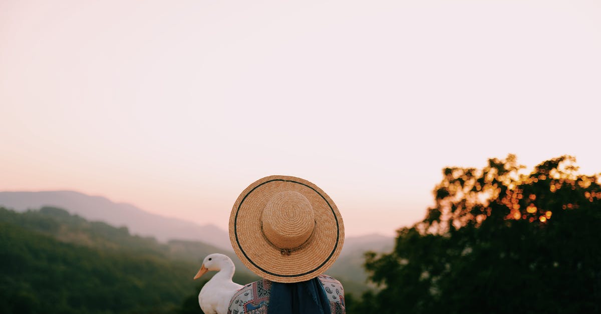 Why do people waste their time attacking the Smashville balloons and Duck Hunt birds? - Free stock photo of art, bird, dawn