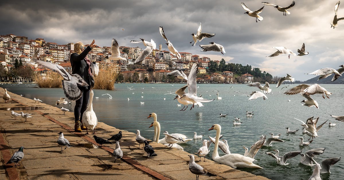Why do people waste their time attacking the Smashville balloons and Duck Hunt birds? - Woman Wearing Black Jacket Standing Near Ocean With Swan and Birds