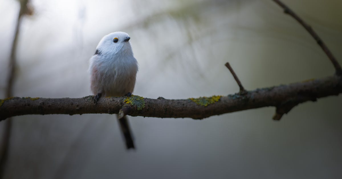 Why do some of my 4* heroes have a lower feather cost to unlock potential? - Free stock photo of animal, avian, beak