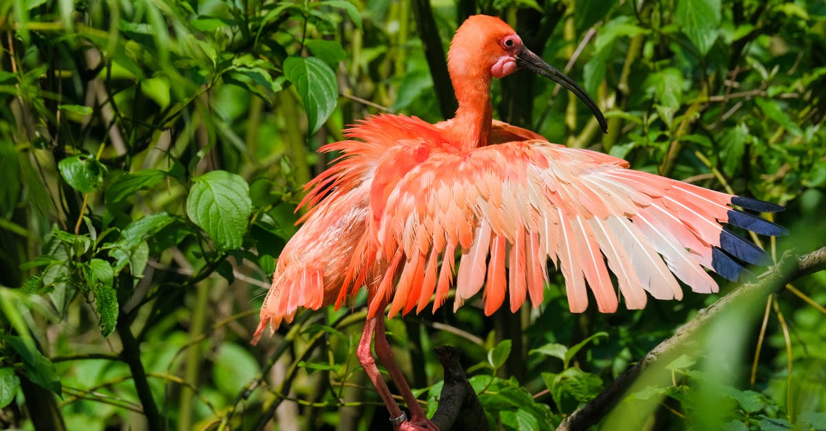 Why do some of my 4* heroes have a lower feather cost to unlock potential? - Scharlachsichler