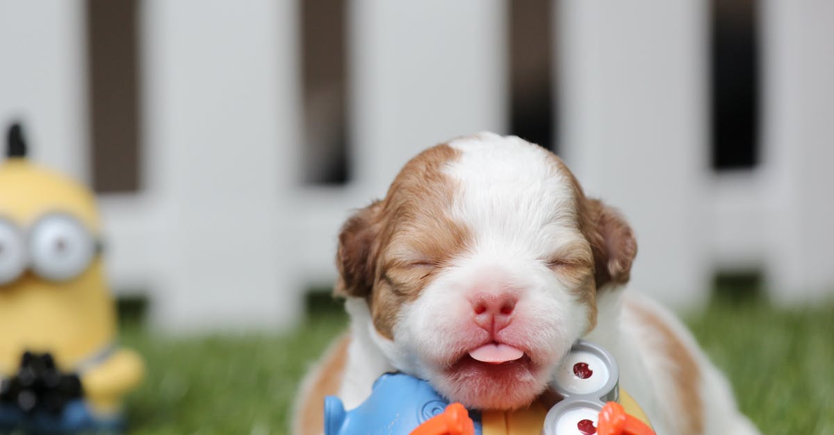 Why do the minions suddenly get faster? - White and Brown Shih Tzu Mix Puppy With Minion Toy on Green Grass Why do the minions suddenly get faster? - White and Brown Shih Tzu Mix Puppy With Minion Toy on Green Grass