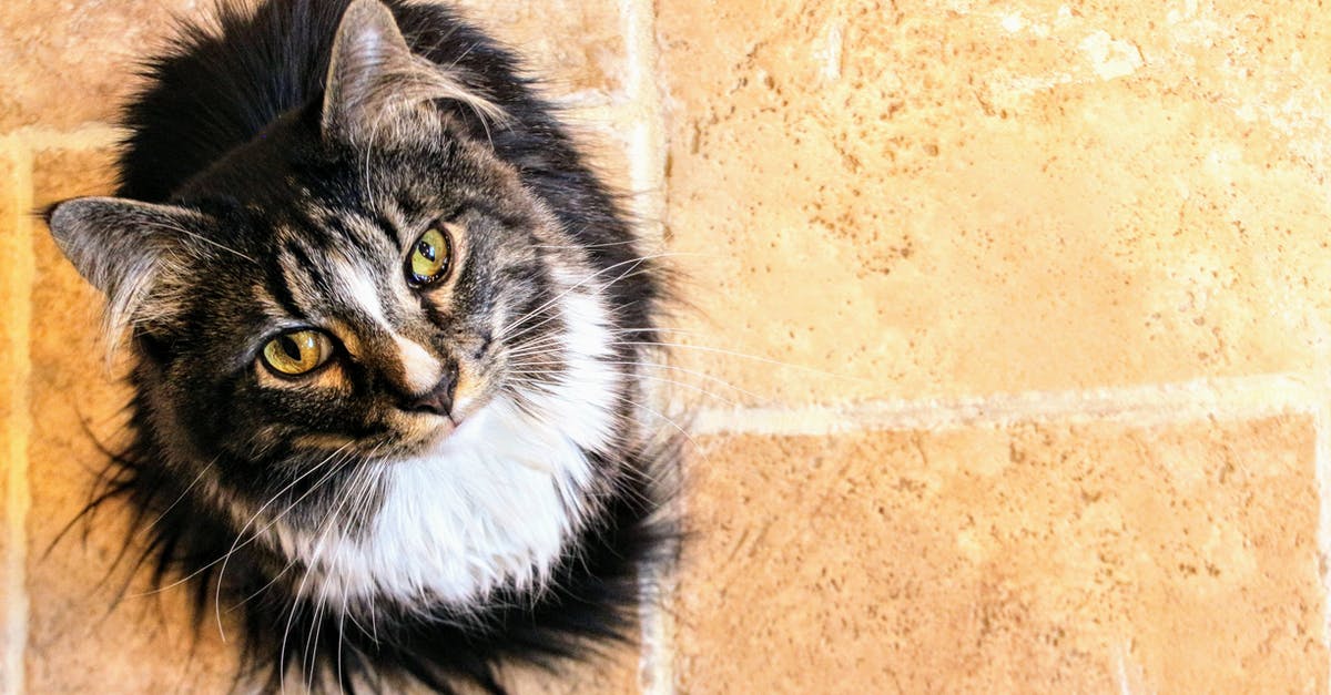 Why does Dan's hair change color? - Black and White Maine Coon Cat Why does Dan's hair change color? - Black and White Maine Coon Cat
