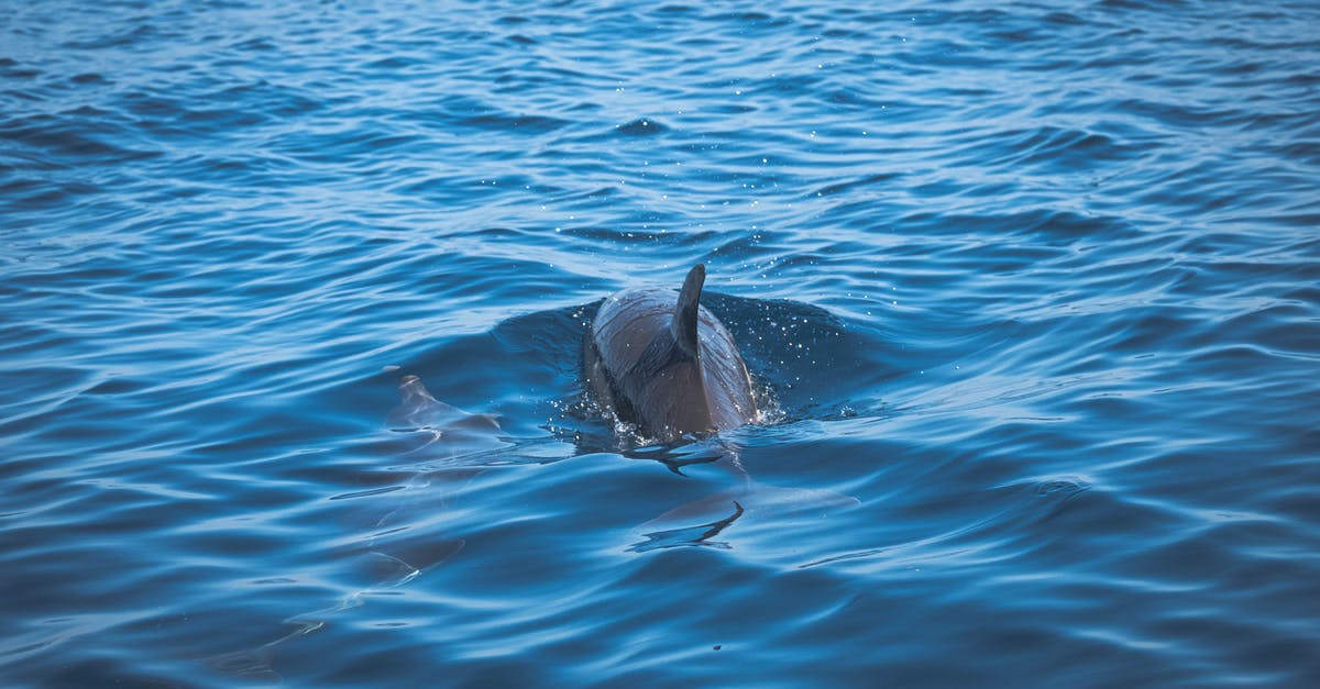 Why does Dolphin Emulator randomly freeze? - High-Angle Shot of Dolphin Swimming on Sea
