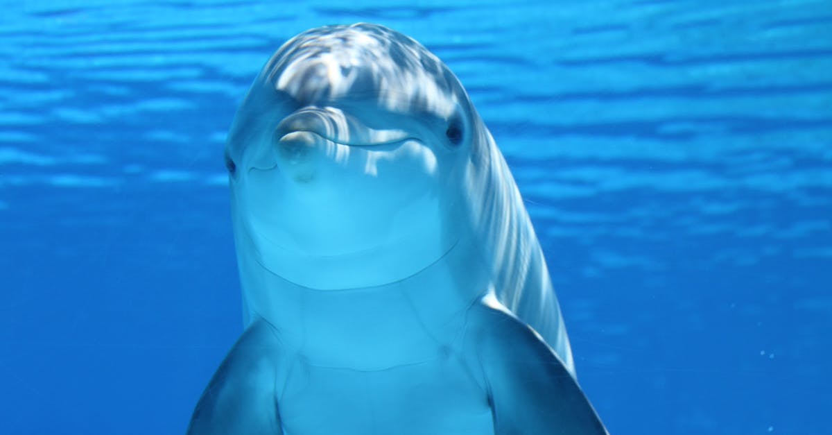 Why does Dolphin Emulator randomly freeze? - Cute Dolphine Underwater 