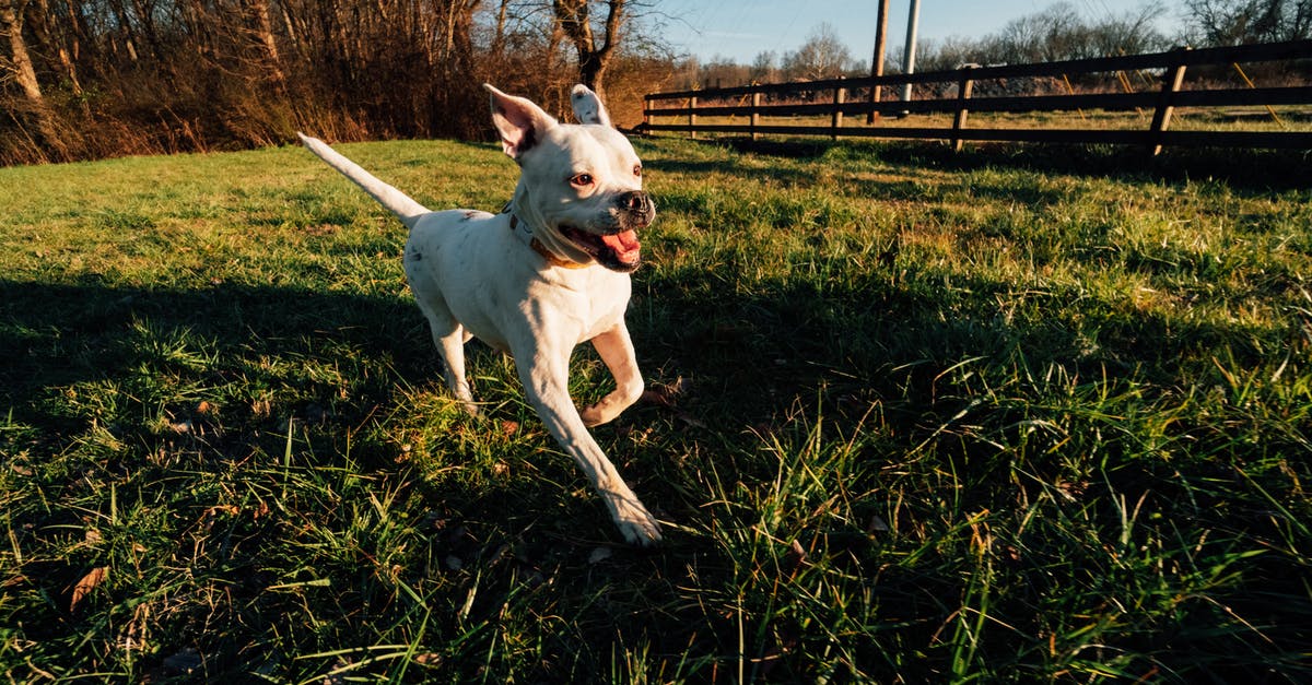 Why does every single Pokemon run away? Or, what is a soft ban? [duplicate] - American Bulldog running on meadow in countryside