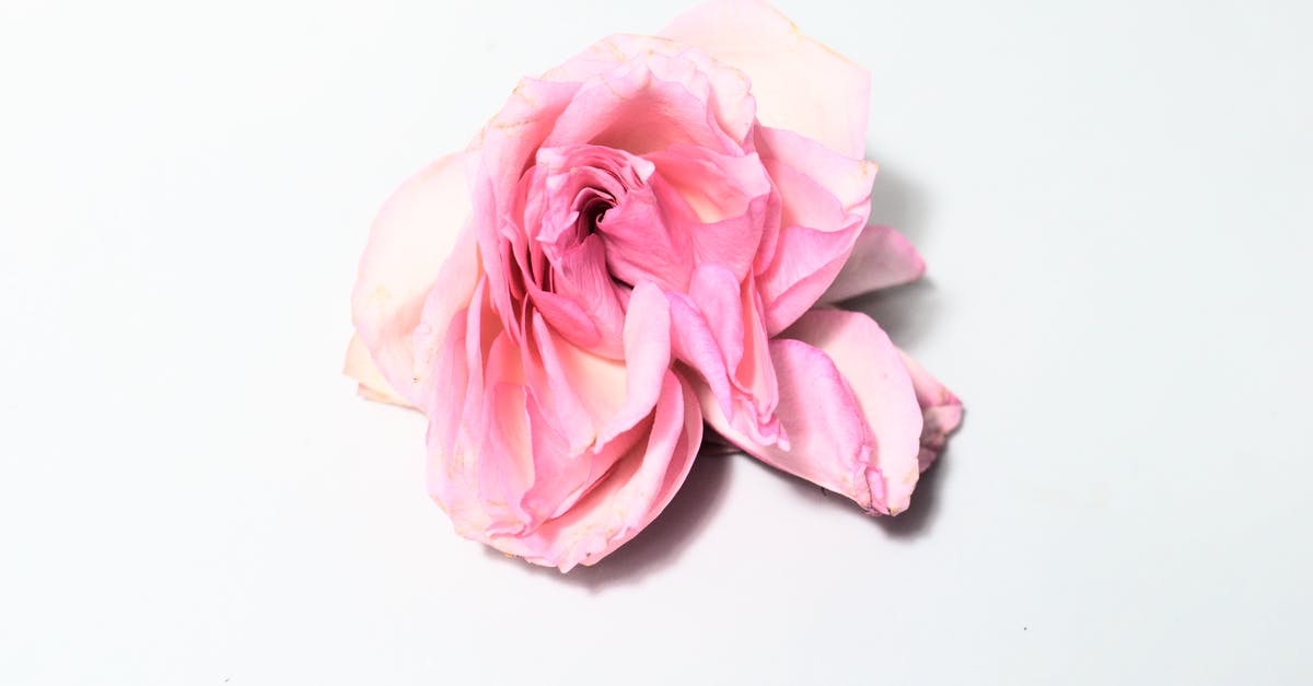 Why does every single Pokemon run away? Or, what is a soft ban? [duplicate] - Withered rose on white surface