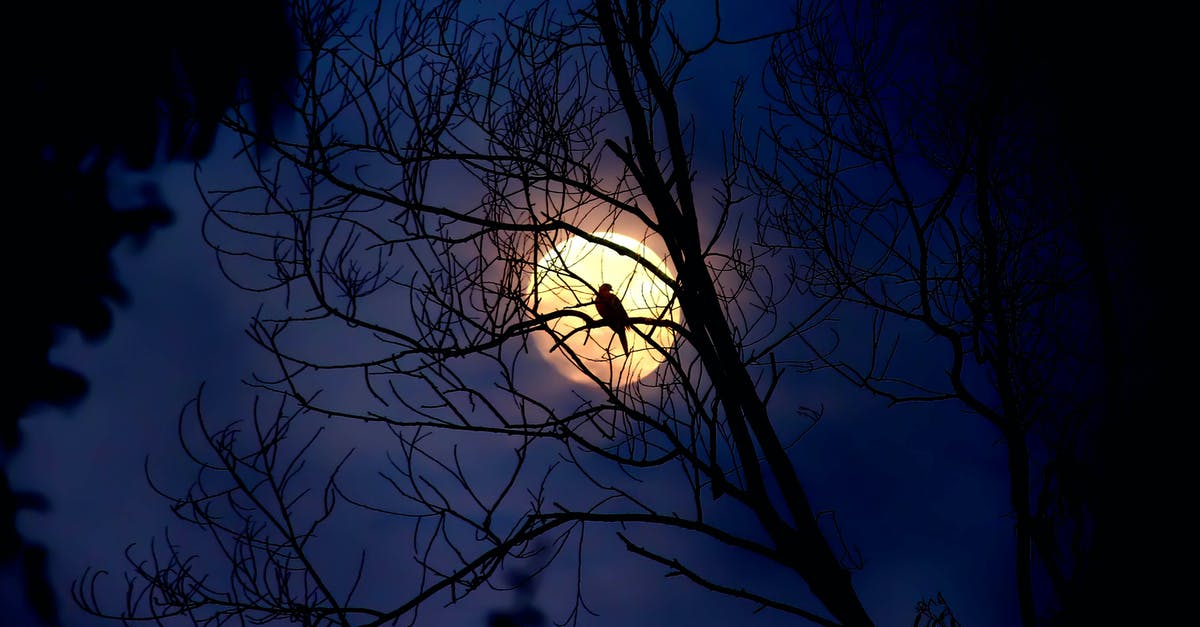 Why does Haunt (Consuming Spirit) Slow? - Silhouette of Tree during Night Time