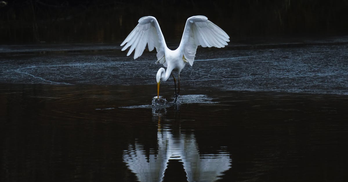 Why does Hunting make sense? - White Bird Flying over the Water