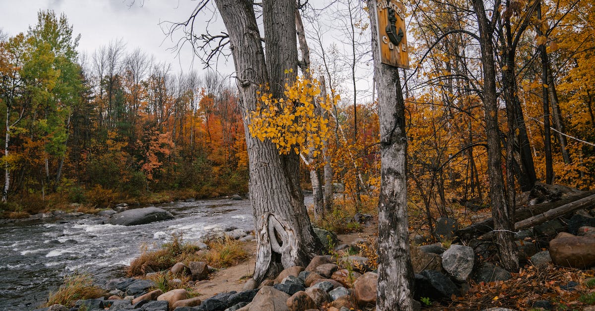 Why does infusing Witch Tree Branch with Faint Stone decrease it's ATK value? - Overcast sky over river in forest Why does infusing Witch Tree Branch with Faint Stone decrease it's ATK value? - Overcast sky over river in forest