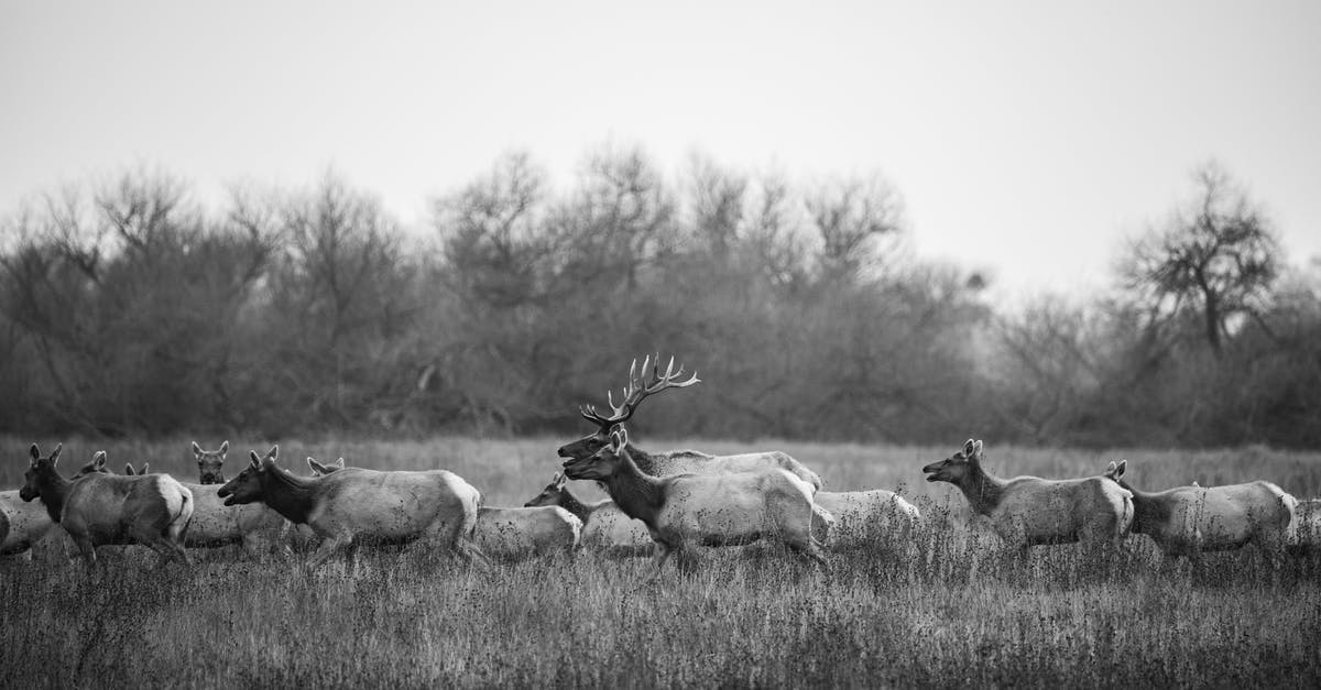 Why does my character stop moving after making some actions? - Large Herd of Deer Moving in Meadow