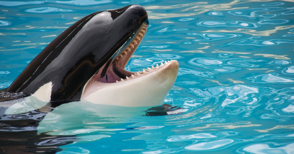 Why does my killer fish only have 1hp? - White and Black Killer Whale on Blue Pool
