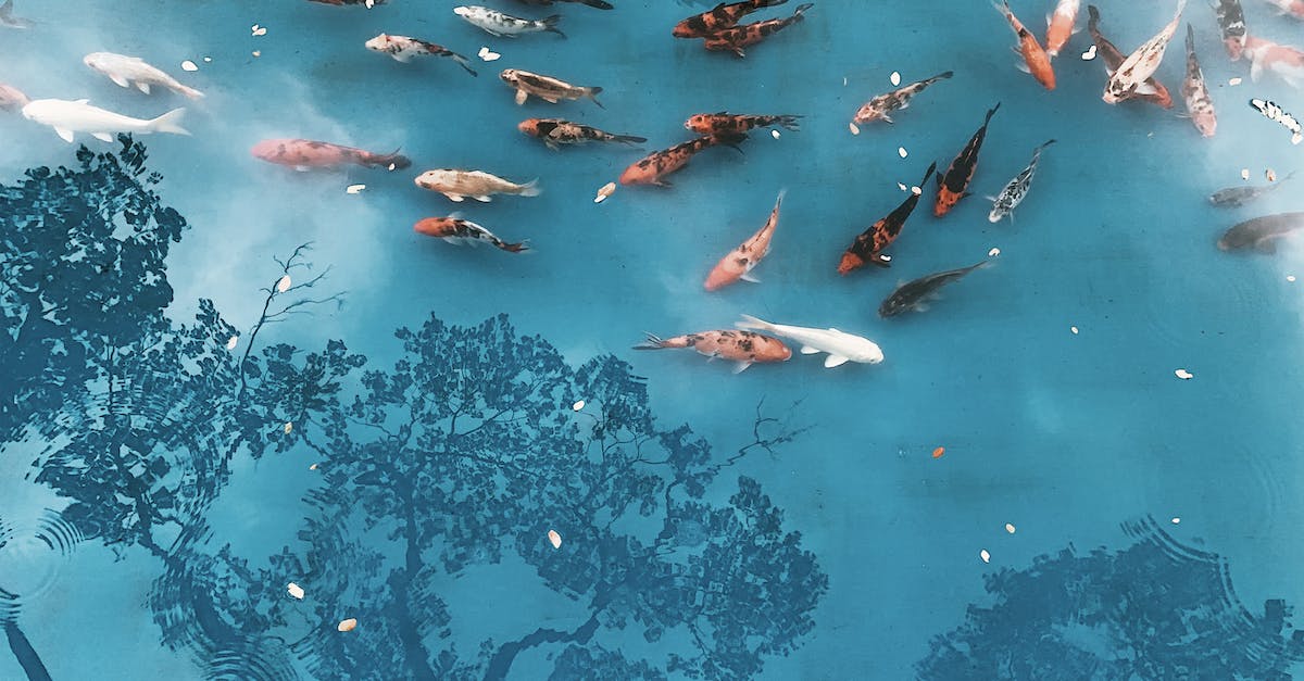 Why does my killer fish only have 1hp? - Free stock photo of aquarium, coral, diving