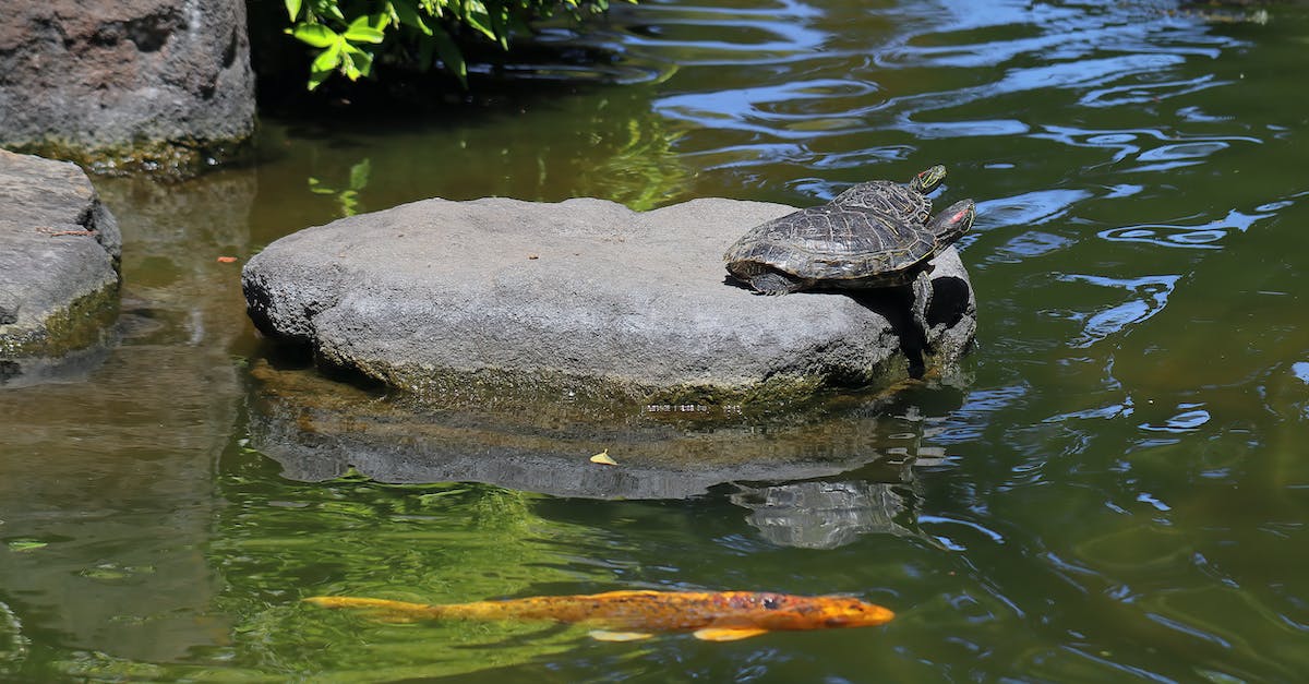 Why does my killer fish only have 1hp? - Turtles and Goldfish