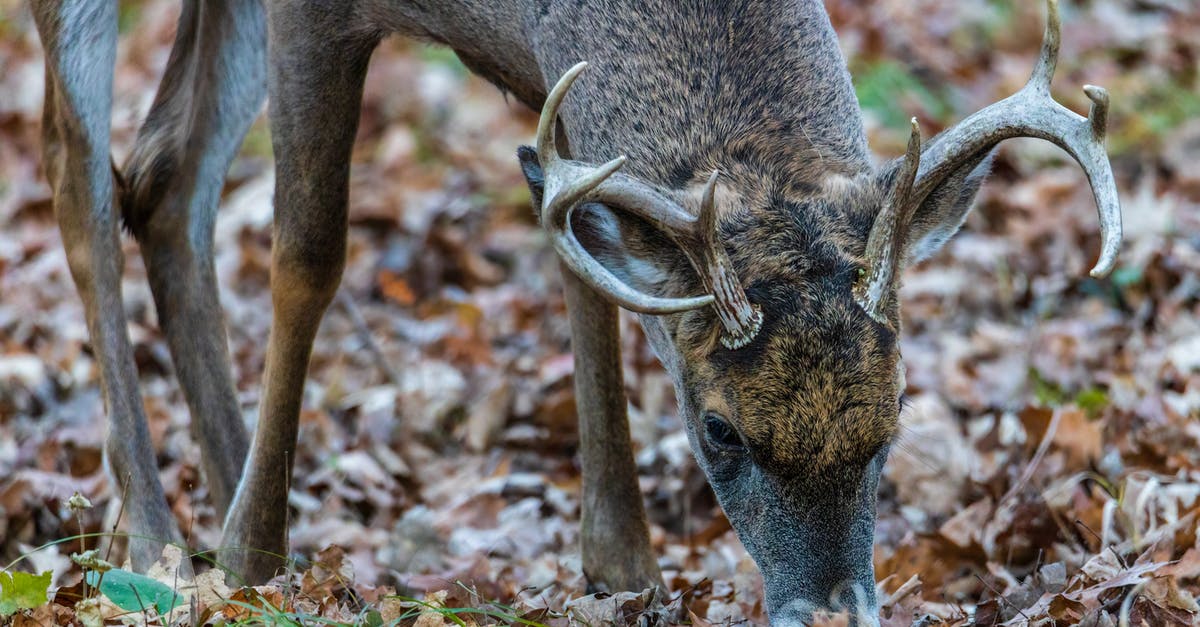 Why does Steam update my game when I tell it not to? - Brown Deer on Brown Dried Leaves Why does Steam update my game when I tell it not to? - Brown Deer on Brown Dried Leaves