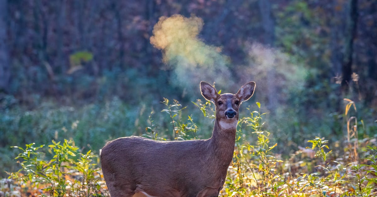 Why does Steam update my game when I tell it not to? - Free stock photo of air, animal, antler Why does Steam update my game when I tell it not to? - Free stock photo of air, animal, antler